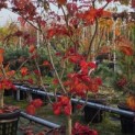 Acer japonicum  'Aconitifolium' - Foto 2