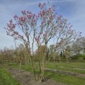 Magnolia 'Susan' - 2