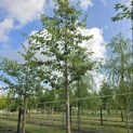 Prunus serrulata 'Shirotae' - Foto 1