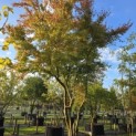 Acer palmatum - Foto 1