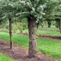 Salix Alba Knotwilg ECO-BOOM
