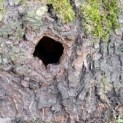 Salix Alba Knotwilg ECO-BOOM