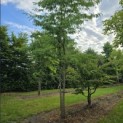 Gleditsia triacanthos ‘Inermis’ - Foto 3
