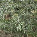 Pyrus salicifolia 'Pendula' - 4