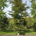 Fagus sylvatica 'Atropunicea' - 1