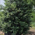 Ilex x meserveae 'Blue Prince' - Foto 1