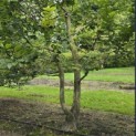 Carpinus betulus - 2