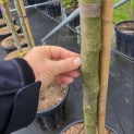Quercus ilex - Foto 2