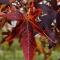 Liquidambar styraciflua 'Worplesdon' - 5