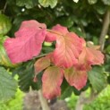 Parrotia persica - Foto 3