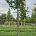 Prunus 'Sunset Boulevard' - Foto 4