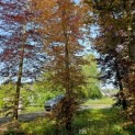 Fagus sylvatica 'Atropunicea' - 1