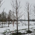 Prunus avium 'Regina' - Foto 1