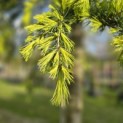 Cedrus deodara 'Aurea' - 4