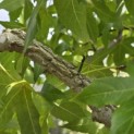 Liquidambar styraciflua 'Palo Alto' - Foto 5