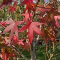 Liquidambar styraciflua 'Worplesdon' - 1