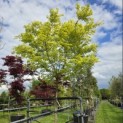 Acer palmatum 'Polymorphum' - 3
