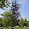 Fagus sylvatica 'Riversii' - 4