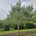 Pinus sylvestris - 6