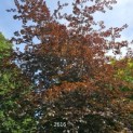 Fagus sylvatica 'Atropunicea' - 4