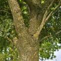 Gleditsia triacanthos ‘Elegantissima’ - 1