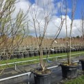 Prunus domestica 'Reine Victoria' - Foto 1