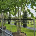 Tilia x europaea 'Pallida' - Foto 6