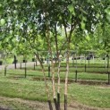 Betula nigra - 4