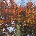 Fagus sylvatica 'Atropunicea' - 3