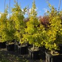 Ginkgo biloba fastigiata 'Blagon' - 2e van rechts