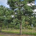 Pinus sylvestris - 1