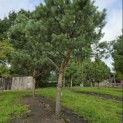 Pinus sylvestris - Foto 8