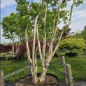 Heptacodium miconioides - 3