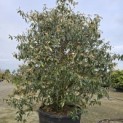 Viburnum 'Pragense' - 2