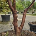 Acer griseum - 5