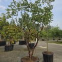 Acer griseum - 4