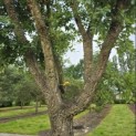 Quercus Suber - Foto 1