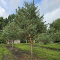 Pinus sylvestris - 1