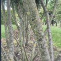 Prunus laur. Caucasica - Foto 1