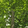 Liriodendron tulipifera - 7