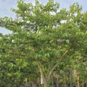 Styrax japonicus - 2