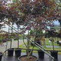 Acer palmatum 'Bloodgood' - 1