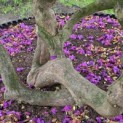 Rhododendron 'Lee's Dark Purple' - Foto 1