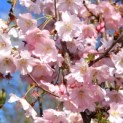 Prunus 'Accolade' - 2