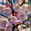Prunus 'Accolade' - 1