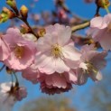 Prunus 'Accolade' - 3