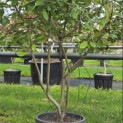 Photinia fraseri 'Red Robin' - 3