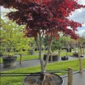 Acer palmatum 'Bloodgood' - 1
