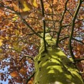 Fagus sylvatica 'Atropunicea' - 4
