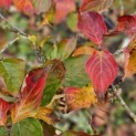 Cornus nuttallii (Venus) - Foto 1